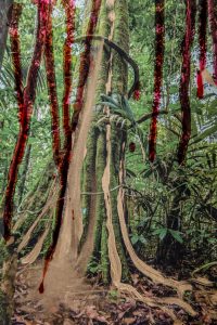 Amazon Sorrow