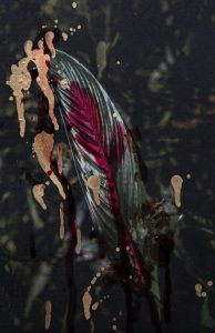 Amazon Sorrow