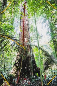 Interventions Leticia Valverdes and the Munduruku